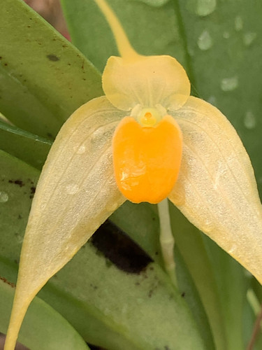 ［洋蘭原種］Bulb. ankylochele 洋蘭原種］Bulb. ankylochele