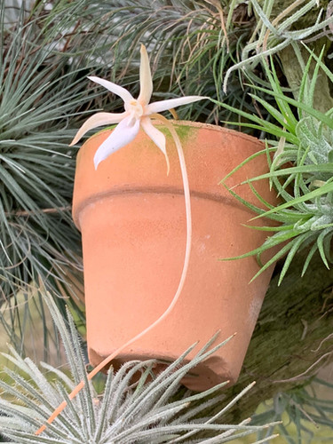 エランギス カーノウィアナム Aerangis curnowianum | nakato-orchids