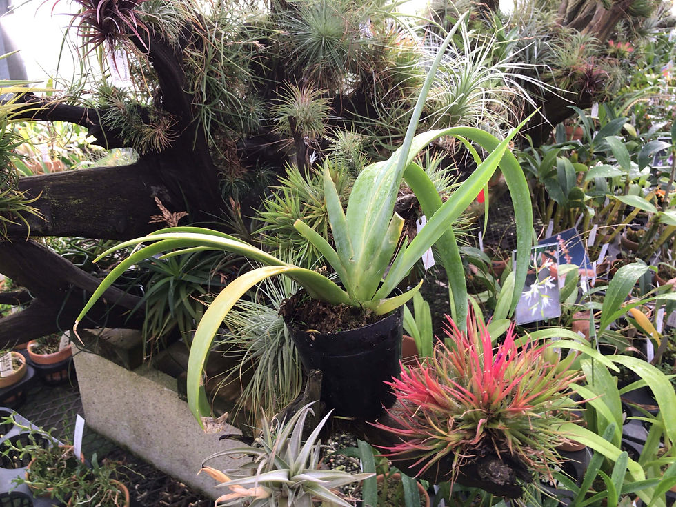 Oberonia	maxima,洋蘭,洋ラン,洋らん,育て方,種類,販売,通販,花言葉,Orchids,flower,熱帯魚,アクア,多肉植物,癒し,ゲーム,アプリ,趣味の園芸,旅行,plants,インテリア,Wiki,ebay,