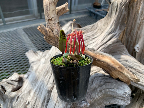 バルボフィラム 不明種 ベトナム産 Bulbophyllum sp. ベトナム産
