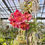 サムネイル： Vanda Pedro Bonetti,洋蘭,洋ラン,洋らん,育て方,植物,販売,通販,花言葉,東京,横浜,神戸,京都,エキゾチック,花屋,園芸,園芸店,農業,生産,ビザールプランツ,テラリウム,珍奇植物,アクアリウム,,,,,,,,