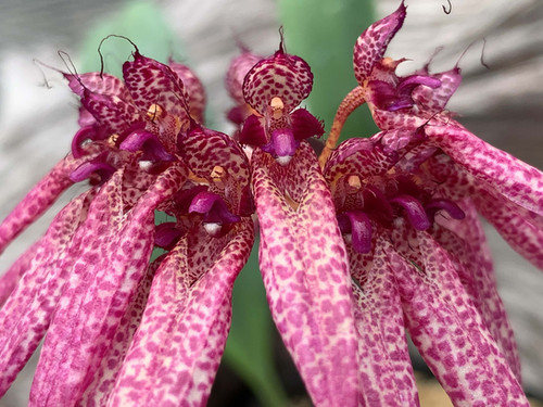 バルボフィラム エバーハーディー Bulbophyllum eberharditii | nakato