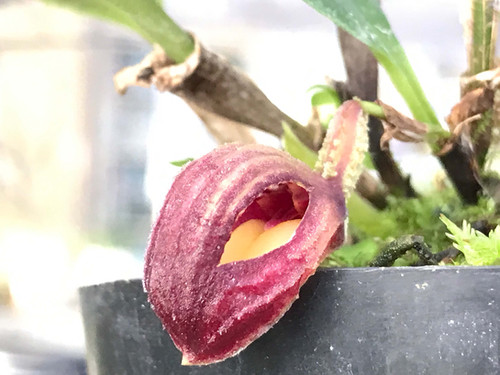 ズートロフィオン アロプルレウム Zootrophion atropurpureum | nakato
