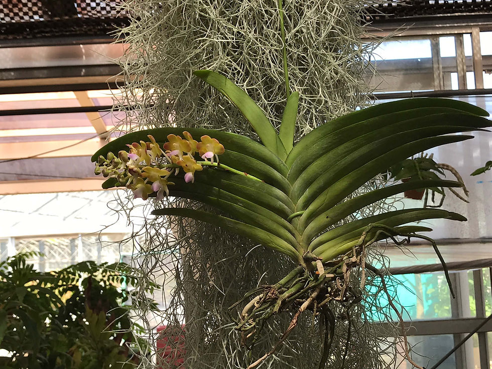 サムネイル： Rhynchorides Bangkok Sunset,洋蘭,洋ラン,洋らん,育て方,種類,販売,通販,熱帯植物,BORDER BREAK,Orchid,マツコ,ボタピー,東京,花屋,ボーダーブレイク,世界らん展,東京ドーム