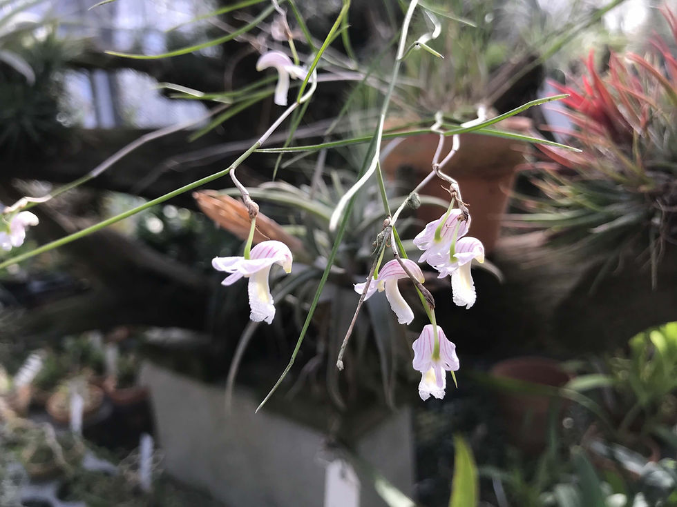 サムネイル： デンドロビューム　シガプレンセ Dendrochilum sigaporense