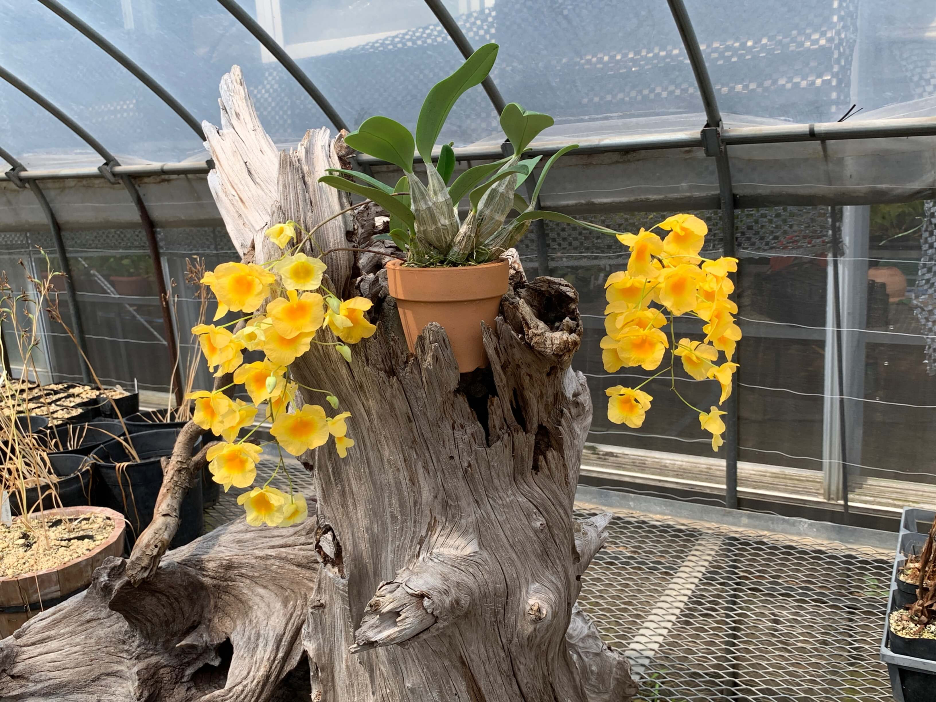 Dendrobium lindleyi`Florida Sunshine'HCC/AOS,洋蘭,洋ラン,洋らん,育て方,種類,販売,通販,Shop,sell,plant,Orchids,News,Africa,China, America,Asia,