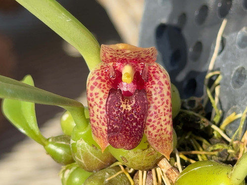 バルボフィラム ディスキフローラ Bulbophyllum disciflora | nakato