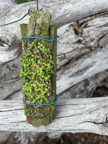 バルボフィラム モニリフォルメ 中株 Bulbophyllum moniliforme 中株