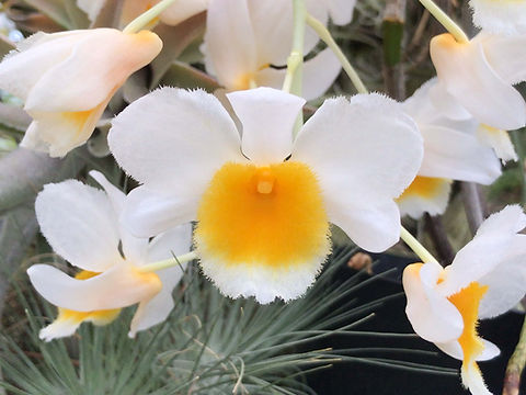デンドロビューム パルペブラエ Dendrobium palpebrae | nakato-orchids