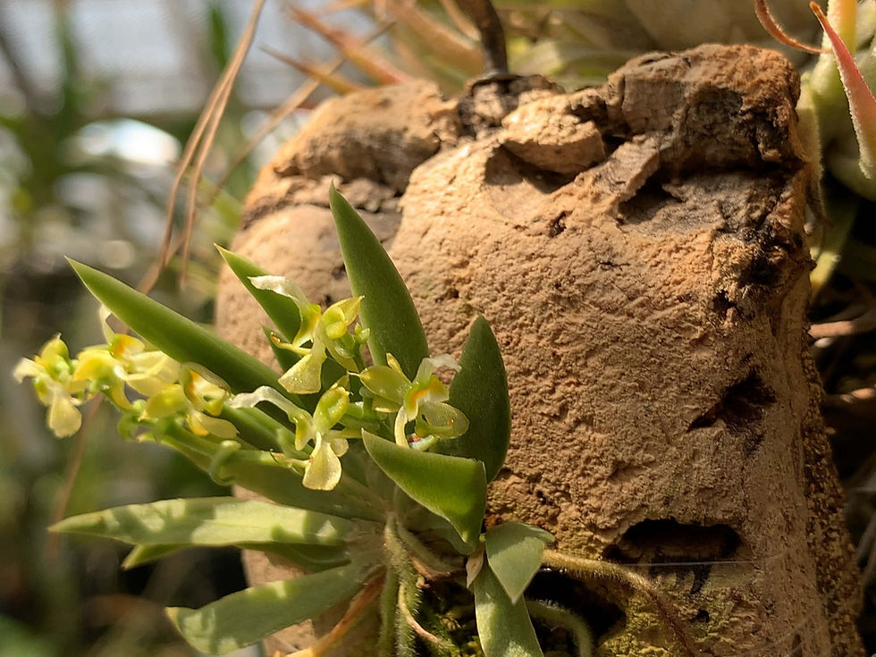 サムネイル： Ornithocephalus dolabratus,Orchid,Jewelry,Gem,Jewel,Cluster,Mineral,Fluorite,Amethyst,洋蘭,洋ラン,洋らん植物,宝石,原石,天然石,ミネラル,クラスター,フローライ