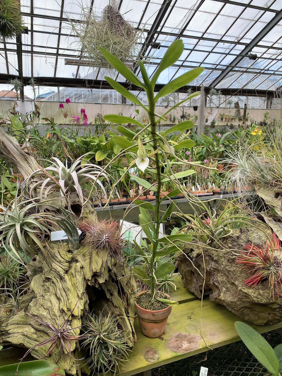 観葉植物aneさん専用　ベリーブラスト　グレムリン 観葉植物aneさん専用 ベリーブラスト グレムリン 🎗️New item