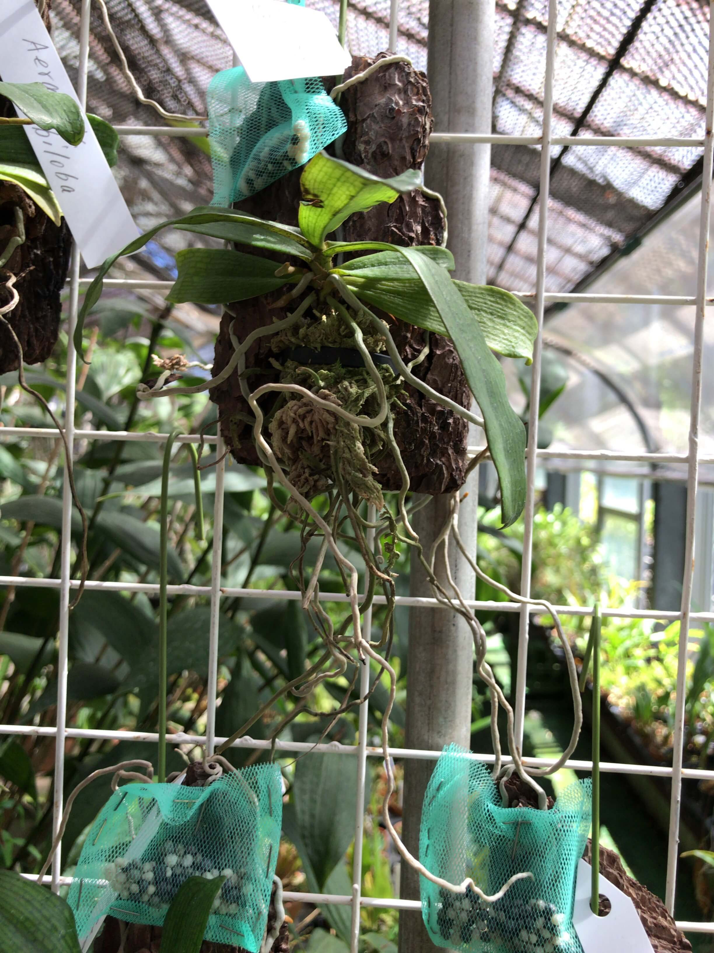Aerangis biloba,洋蘭,洋ラン,洋らん,育て方,種類,販売,通販,花言葉,how to grow,Orchid,マツコ,ボタピー,東京,花屋,Youtube,NHK,BRUTUS,ブルータス,大田市場,Wiki,Google