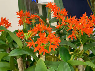 綺麗な花にサンシャインシティ世界のらん展2021の写真を追加しました。
