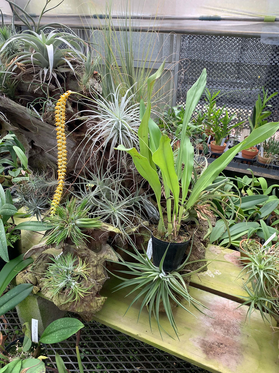 サムネイル： Dendrochilum longifolium,洋蘭,洋ラン,洋らん,育て方,植物,販売,通販,花言葉,芸能人,Orchid,กล้วยไม้,Orchidée,ツイッター,花屋,Orquídea,インスタグラム,Instagram,Twitter