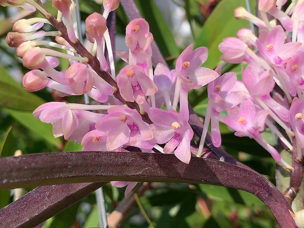 サムネイル： Vanda christensoniana,洋蘭,洋ラン,洋らん,販売,通販,鳥取県,島根県,岡山県,広島県,山口県,徳島県,香川県,愛媛県,高知県,福岡県,東京,花屋,ボーダーブレイク,世界らん展,東京ドーム