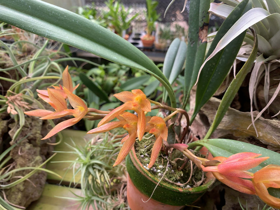 サムネイル： Bulbophyllum	cootesii`Nakato No.2',洋蘭,洋ラン,洋らん,育て方,種類,販売,通販,花言葉,Orchids,flower,熱帯魚,アクア,多肉植物,癒し,ゲーム,アプリ,趣味の園芸,旅行,plants,インテリア,W