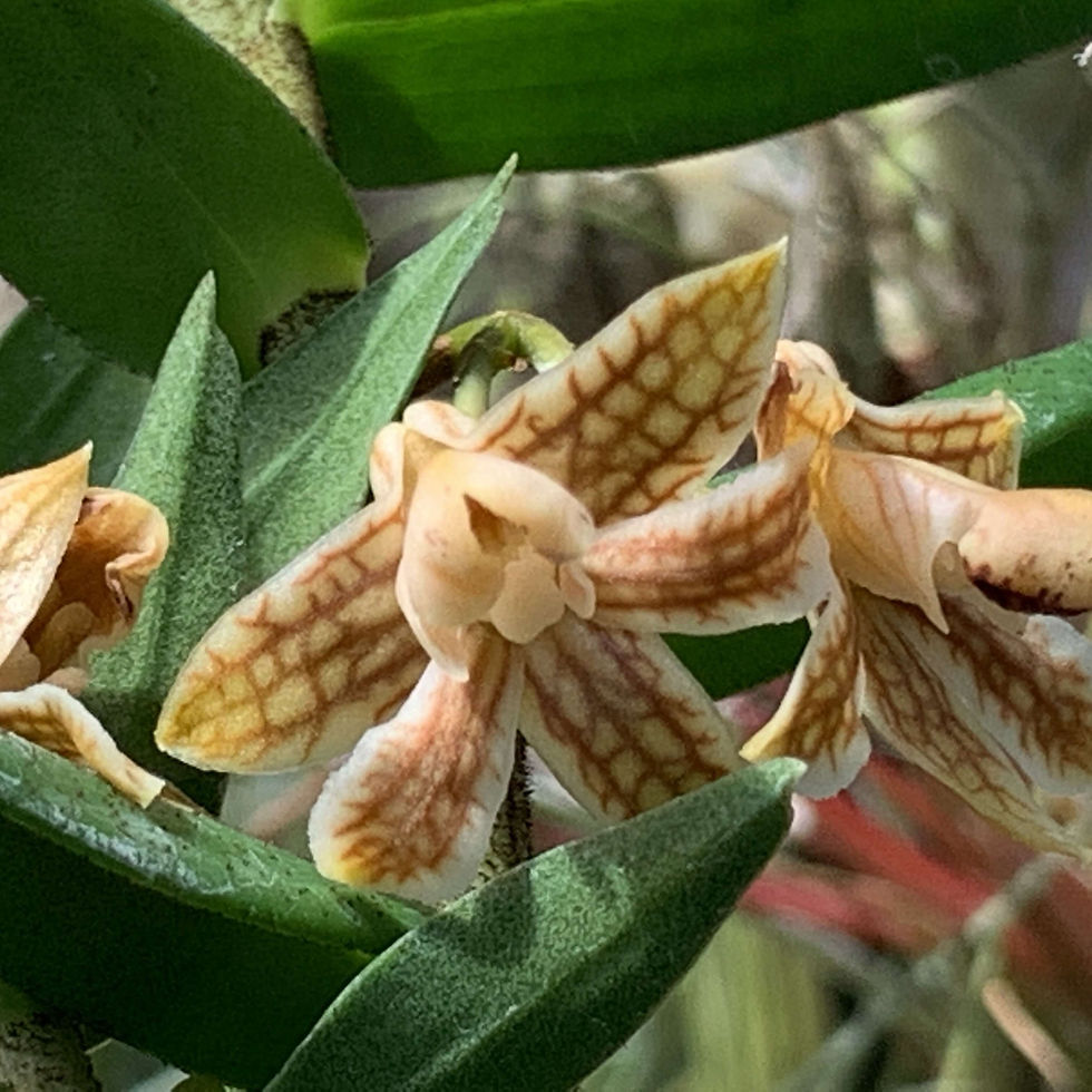 サムネイル： Dendrobium nemorale,洋蘭,洋ラン,洋らん,育て方,種類,販売,通販,熱帯植物,BORDER BREAK,Orchid,マツコ,ボタピー,東京,花屋,ボーダーブレイク,世界らん展,東京ドーム