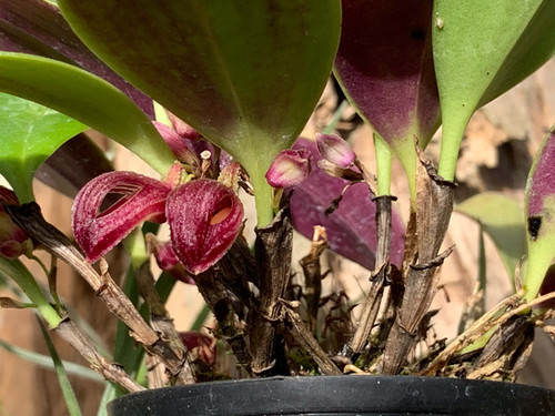 ズートロフィオン アロプルレウム Zootrophion atropurpureum | nakato