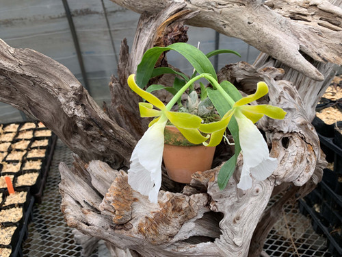 プロステチア マリエ 'ナカトウ' Prosthechea( Encyclia ) mariae