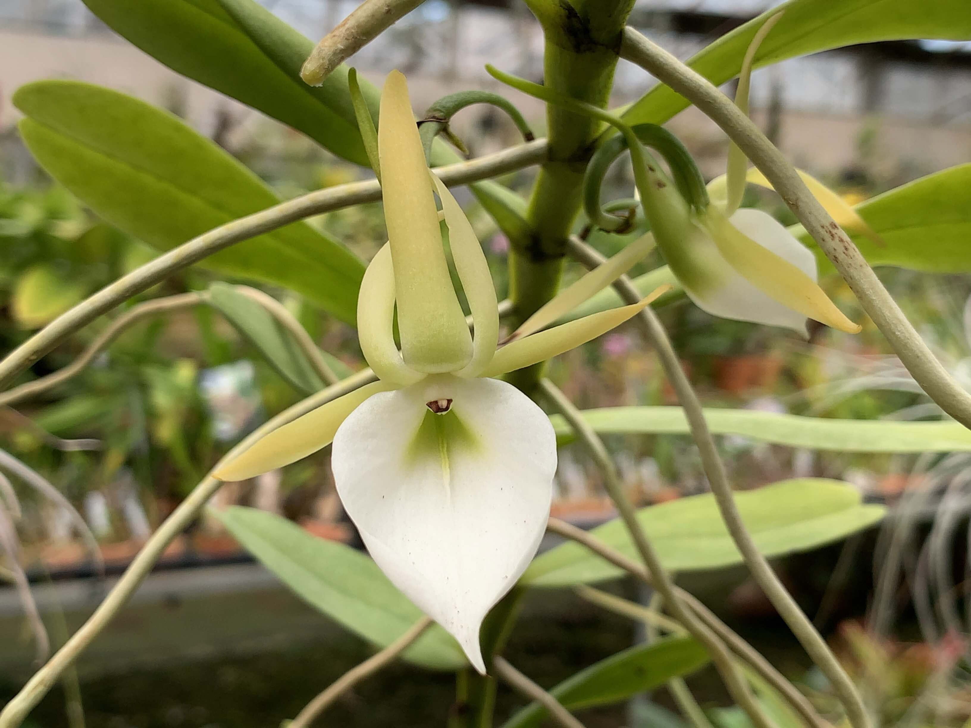 Angraecum birrimense,洋蘭,洋ラン,洋らん,育て方,種類,販売,通販,Shop,sell,plant,Orchids,News,Africa,China, America,Asia,EU,USA,Euro,flower,Thail