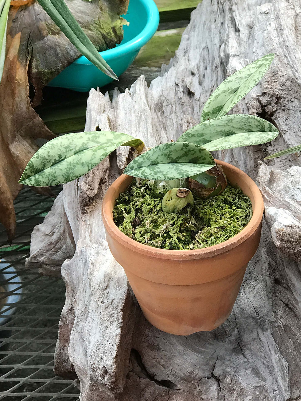 サムネイル： Oeceocladae decaryana,洋蘭,洋ラン,洋らん,育て方,種類,販売,通販,花言葉,シンビジウム,の種類写真,山野草,多肉植物,エアープランツ,植物,動物,生物,Orchid,yahoo,facebook,amazon,楽天,Yout