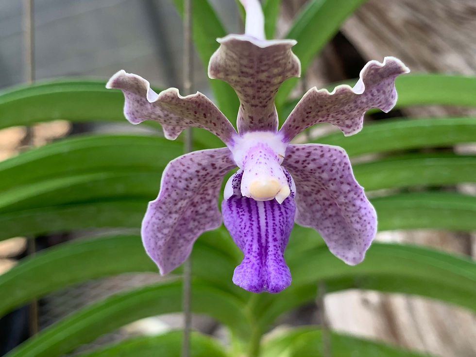 Shop大きめLarge | nakato-orchids Shop大きめLarge | nakato-orchids
