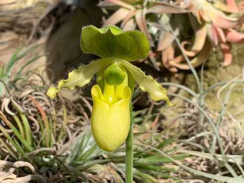 パフィオペディラム プリムリナム Paphiopedilum primulinum | nakato