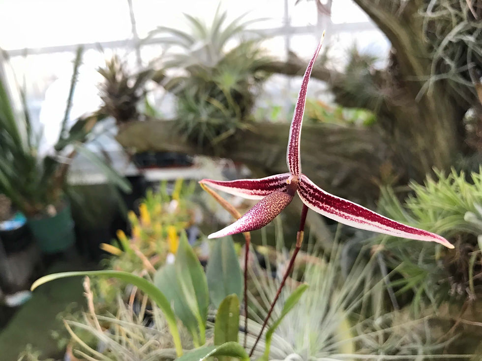 Bulbophyllum nitidum,洋蘭,洋ラン,洋らん,育て方,種類,販売,通販,花言葉,シンビジウム,の種類写真,山野草,多肉植物,エアープランツ,植物,動物,生物,Orchid,yahoo,facebook,amazon,楽天,Yout