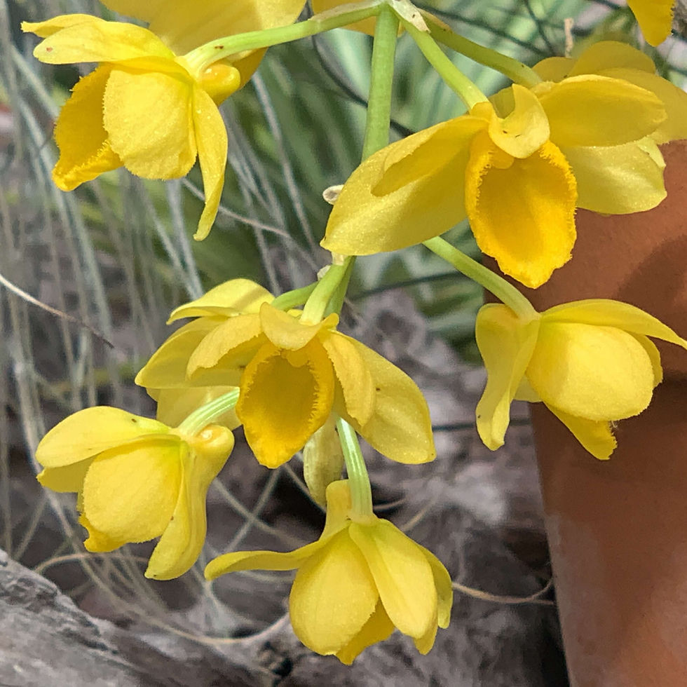 サムネイル： Dendrobium griffithianum,洋蘭,洋ラン,洋らん,育て方,種類,販売,通販,熱帯植物,BORDER BREAK,Orchid,マツコ,ボタピー,東京,花屋,ボーダーブレイク,世界らん展,東京ドーム