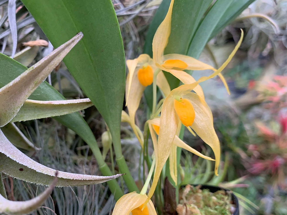 サムネイル： Bulbophyllum ankylochele,洋蘭,洋ラン,洋らん,育て方,種類,販売,通販,熱帯植物,BORDER BREAK,Orchid,マツコ,ボタピー,東京,花屋,ボーダーブレイク,世界らん展,東京ドーム