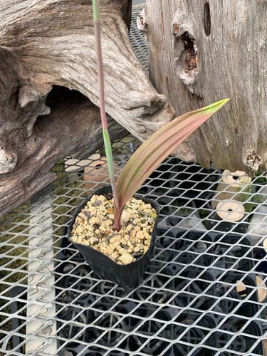 テリミトラ アリスタータ No.1 Thelymitra aristata No.1 | nakato-orchids