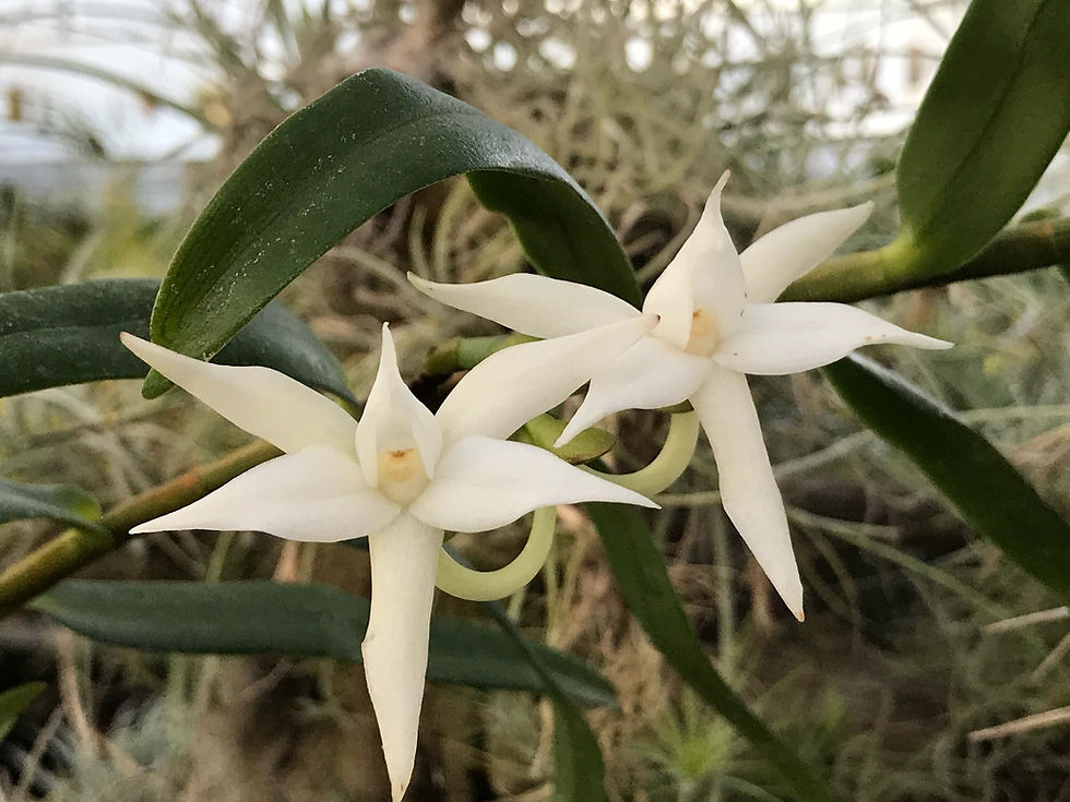 アングレカム デンドロビオプシス Angraecum dendrobiopsis