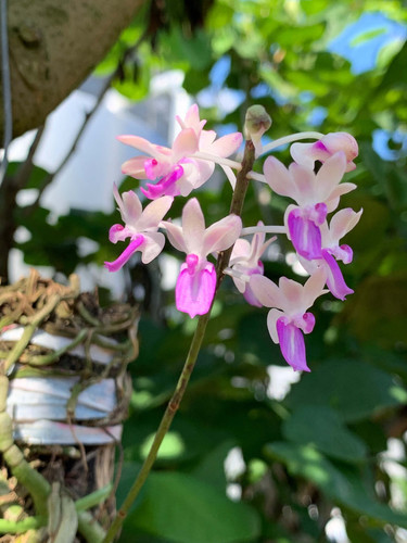 セイデンファデニア ミトラタ 大株 Seidenfadenia mitrata 大株