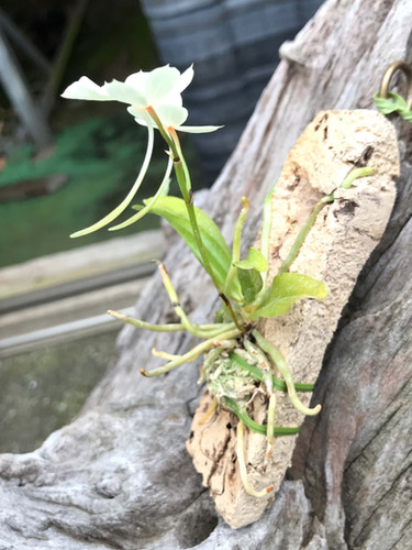 エランギス ルテオアルバ ロードスティオタ Aerangis Luteo Alba Var Rhodostiota Nakato Orchids エランギス ルテオアルバ ロードスティオタ Aerangis Luteo Alba Var Rhodostiota Nakato Orchids