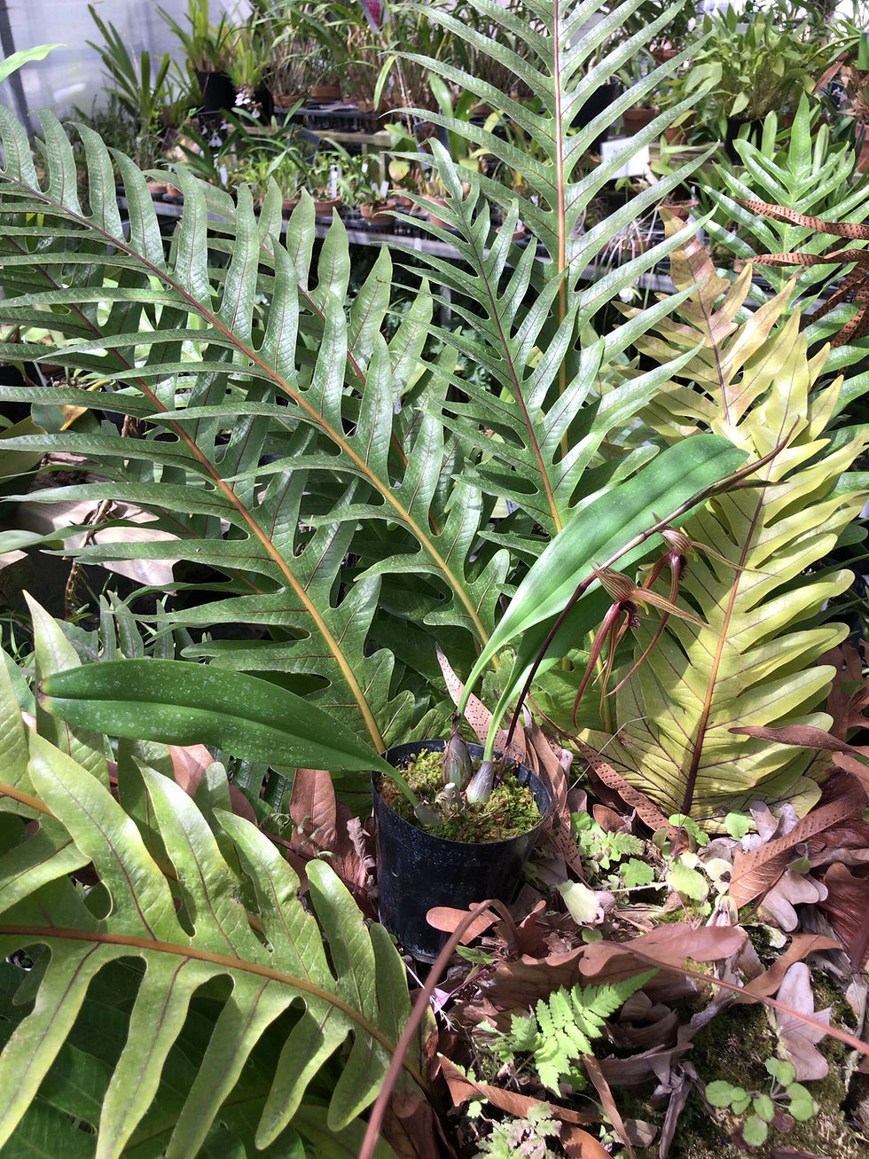 サムネイル： Bulbophyllum sulawesii(from sulawesi),洋蘭,洋ラン,洋らん,育て方,種類,販売,通販,花言葉,インテリア,の種類写真,BBC,google,ユニクロ,アルペン,ebay,BRUTUS,ブルータス,無印,Wiki,