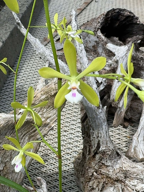 エンシクリア タンペンシス アルブム｀ファイン グリーン' Encyclia