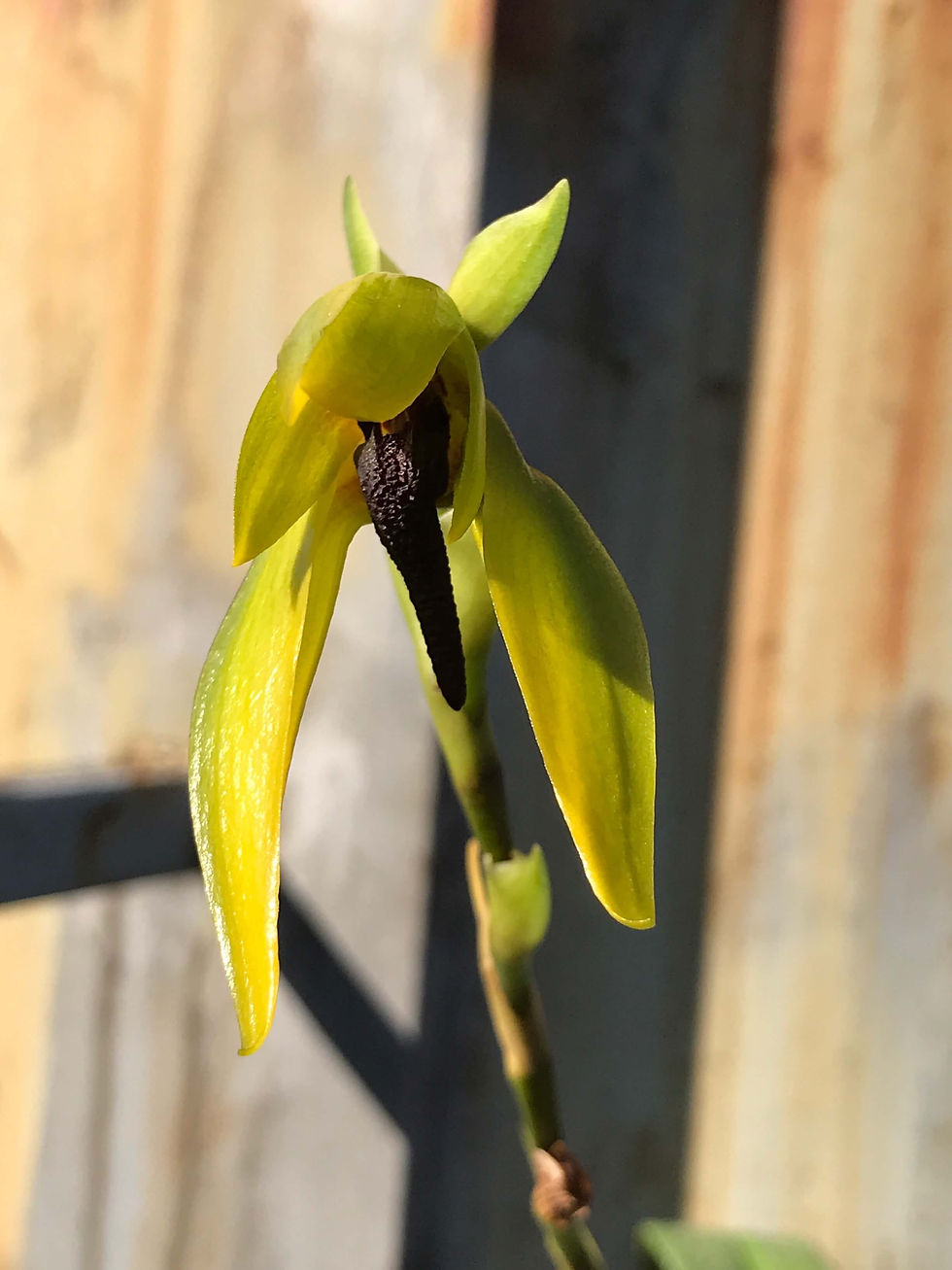 ,洋蘭,洋ラン,洋らん,育て方,種類,販売,通販,花言葉,シンビジウム,の種類写真,山野草,多肉植物,エアープランツ,植物,動物,生物,Orchid,yahoo,facebook,amazon,楽天,Youtube,ニュース,天気予報