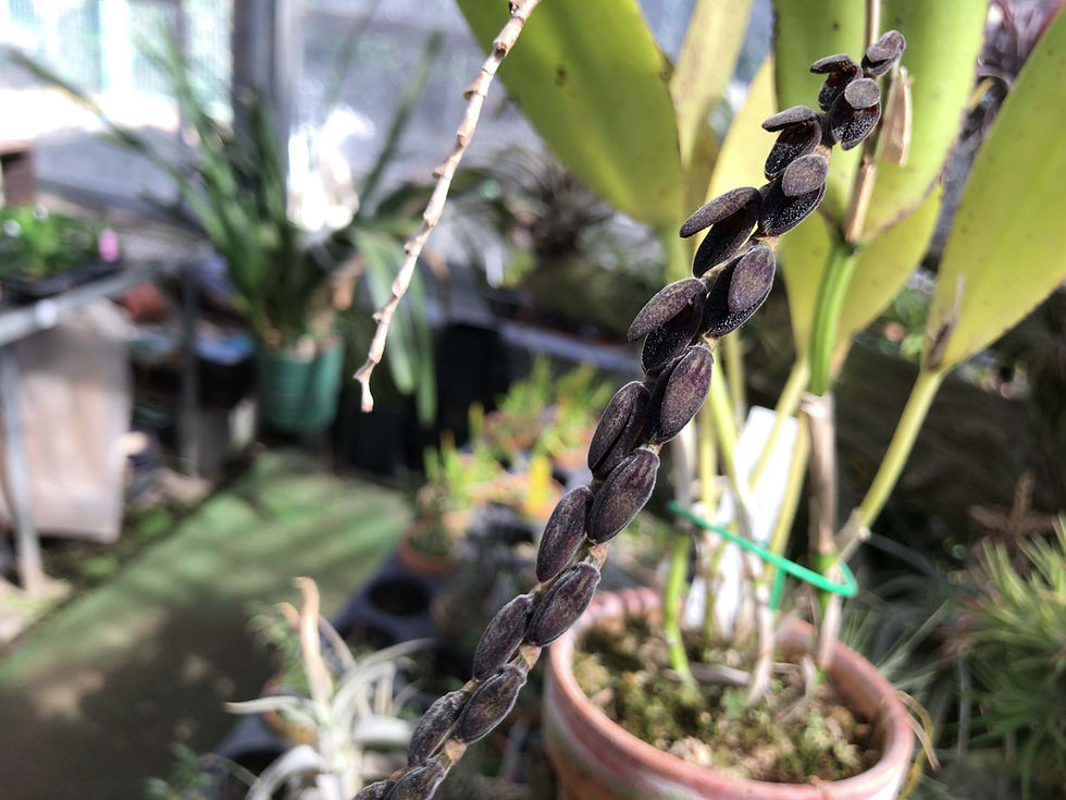 サムネイル： Acianthera saurocephala,洋蘭,洋ラン,洋らん,育て方,種類,販売,通販,花言葉,インテリア,の種類写真,BBC,google,ユニクロ,アルペン,ebay,BRUTUS,ブルータス,無印,Wiki,Google,ヤフー,ボタピ