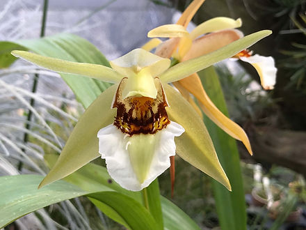 洋蘭 原種 洋らん セロジネ Coel. mayeriana 開花良株 セロジネ ロウレンシアナ Coelogyne lawrenceana | nakato-orchids