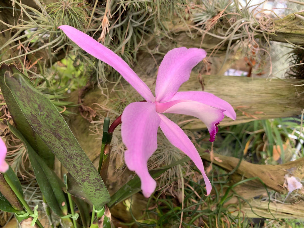 サムネイル： Laelia perrinii Pink,洋蘭,洋ラン,洋らん,販売,通販,埼玉県,千葉県,東京都,神奈川県,新潟県,富山県,石川県,福井県,山梨県,長野県,shop,USA,EU,Jewelry