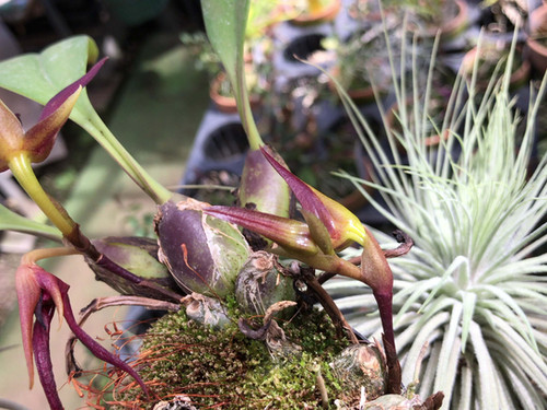 バルボフィラム レイシアナム Bulbophyllum leysianum | nakato-orchids