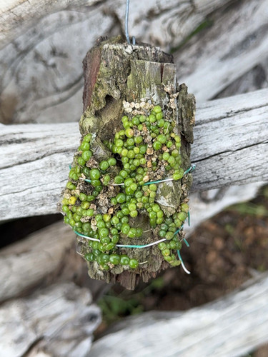 バルボフィラム モニリフォルメ 中株 Bulbophyllum moniliforme
