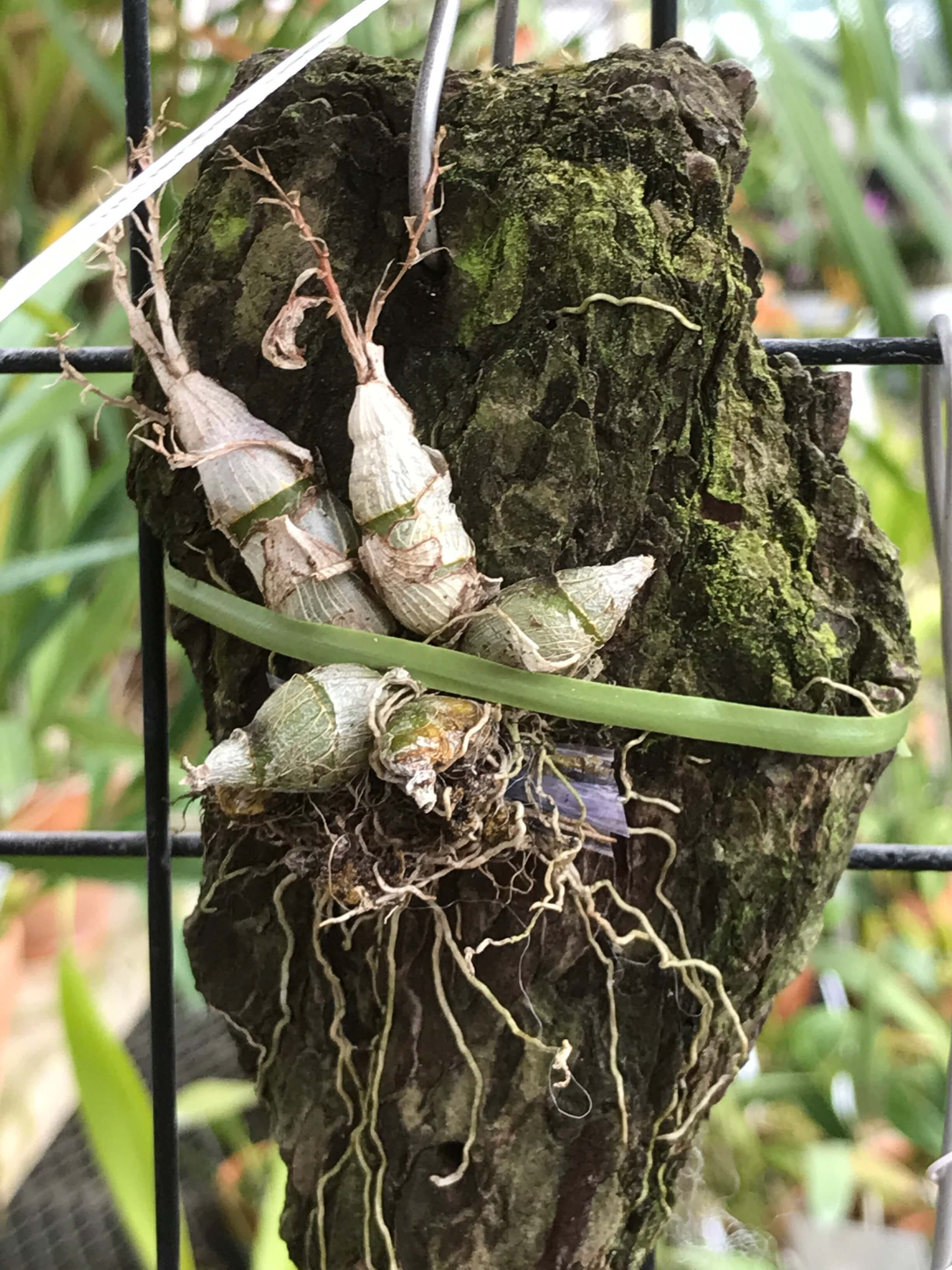 Dendrobium peguanum,洋蘭,洋ラン,洋らん,育て方,種類,販売,通販,花言葉,シンビジウム,の種類写真,山野草,多肉植物,エアープランツ,植物,動物,生物,Orchid,yahoo,facebook,amazon,楽天,Youtub