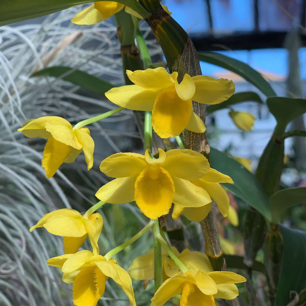 サムネイル： Dendrobium griffithianum,洋蘭,洋ラン,洋らん,育て方,種類,販売,通販,熱帯植物,BORDER BREAK,Orchid,マツコ,ボタピー,東京,花屋,ボーダーブレイク,世界らん展,東京ドーム