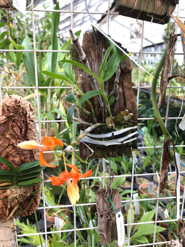 デンドロビューム ユニカラー 板付 Dendrobium unicum | nakato-orchids