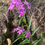サムネイル： Epidendrum centropetalum(centradenium),洋蘭,洋ラン,洋らん,育て方,種類,販売,通販,熱帯植物,BORDER BREAK,Orchid,マツコ,ボタピー,東京,花屋,ボーダーブレイク,世界らん展,東京ドーム