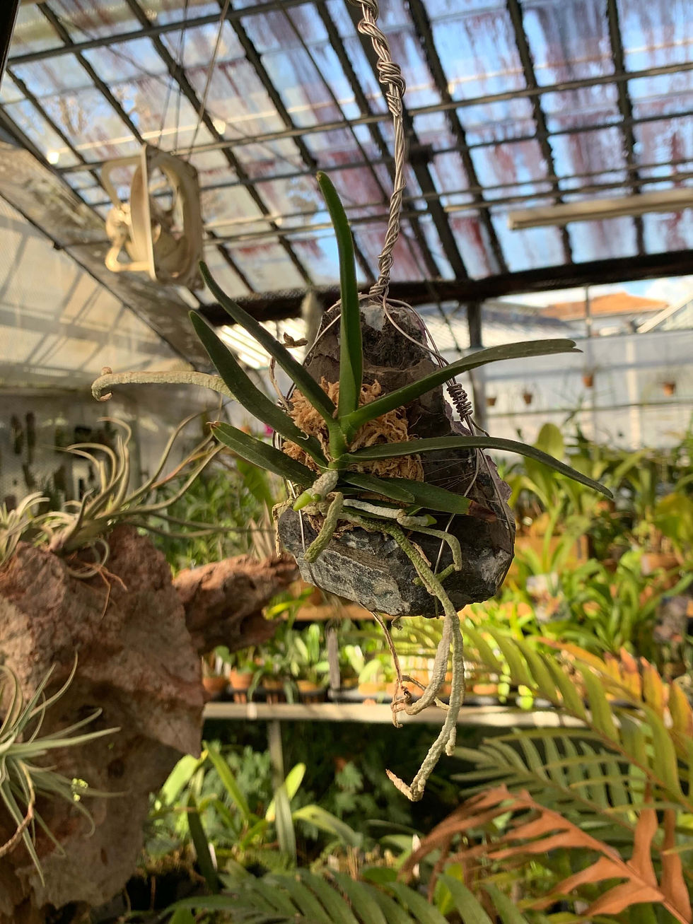 サムネイル： Angraecum didieriOrchid,Jewelry,Gem,Jewel,Cluster,Mineral,Fluorite,Amethyst,洋蘭,洋ラン,洋らん植物,宝石,原石,天然石,ミネラル,クラスター,フローライト,蛍石,Orchi