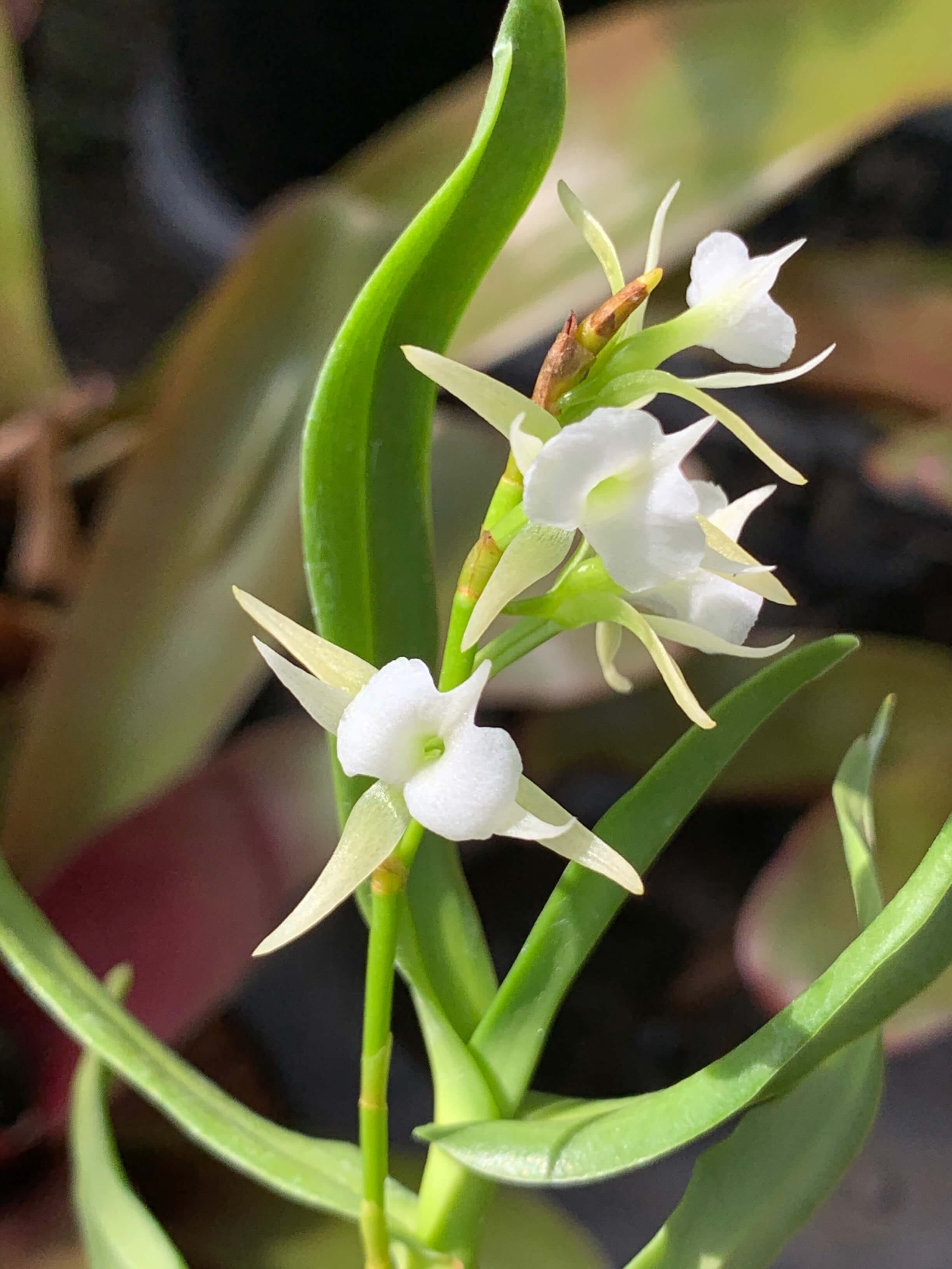 オエオニエラ ポリスタキス Oeoniella Polystackys Nakato Orchids オエオニエラ ポリスタキス Oeoniella Polystackys Nakato Orchids