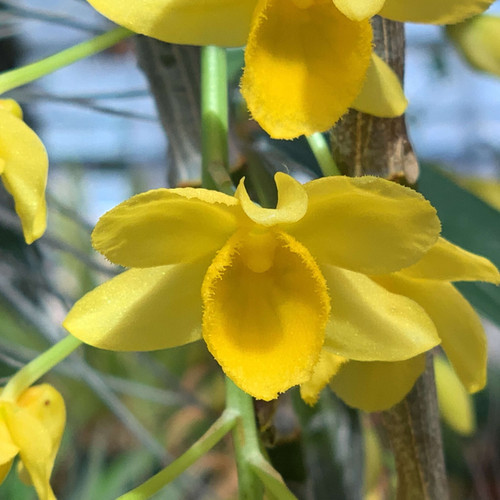 デンドロビューム グリフィシアナム Dendrobium griffithianum