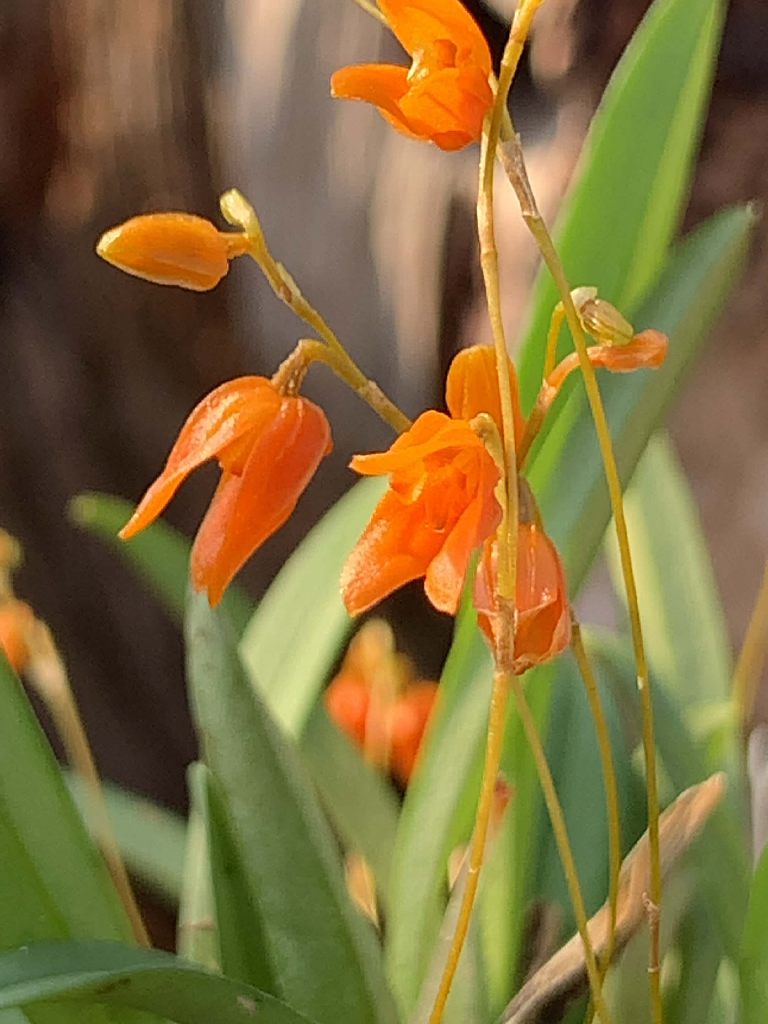 Pleurothallis lanceana,洋蘭,洋ラン,洋らん,育て方,植物,販売,通販,花言葉,人気,Orchid,กล้วยไม้,Orchidée,China, America,Asia,EU,USA,Euro,flower,Shop,se